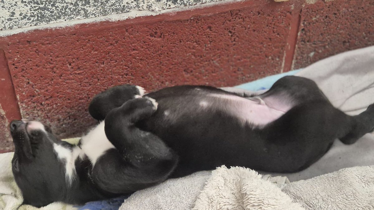 CoppiceKennels's tweet image. Four week old Droopys Flytline X Untold Florin sleeping it off after a belly full of grub 😍😍😍