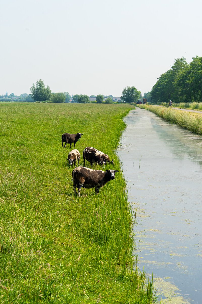 📍 West-Vlisterdijk 17, Vlist | 🕙 10:00–16:00

🌿 Natuur en waterkwaliteit gaan hand in hand. Ontdek hoe dat zit op zaterdag 24 mei tijdens DIT IS VLIST! Spot weidevogels, schep diertjes uit de sloot en proef lokale lekkernijen.

#WaterNatuur #Biodiversiteit