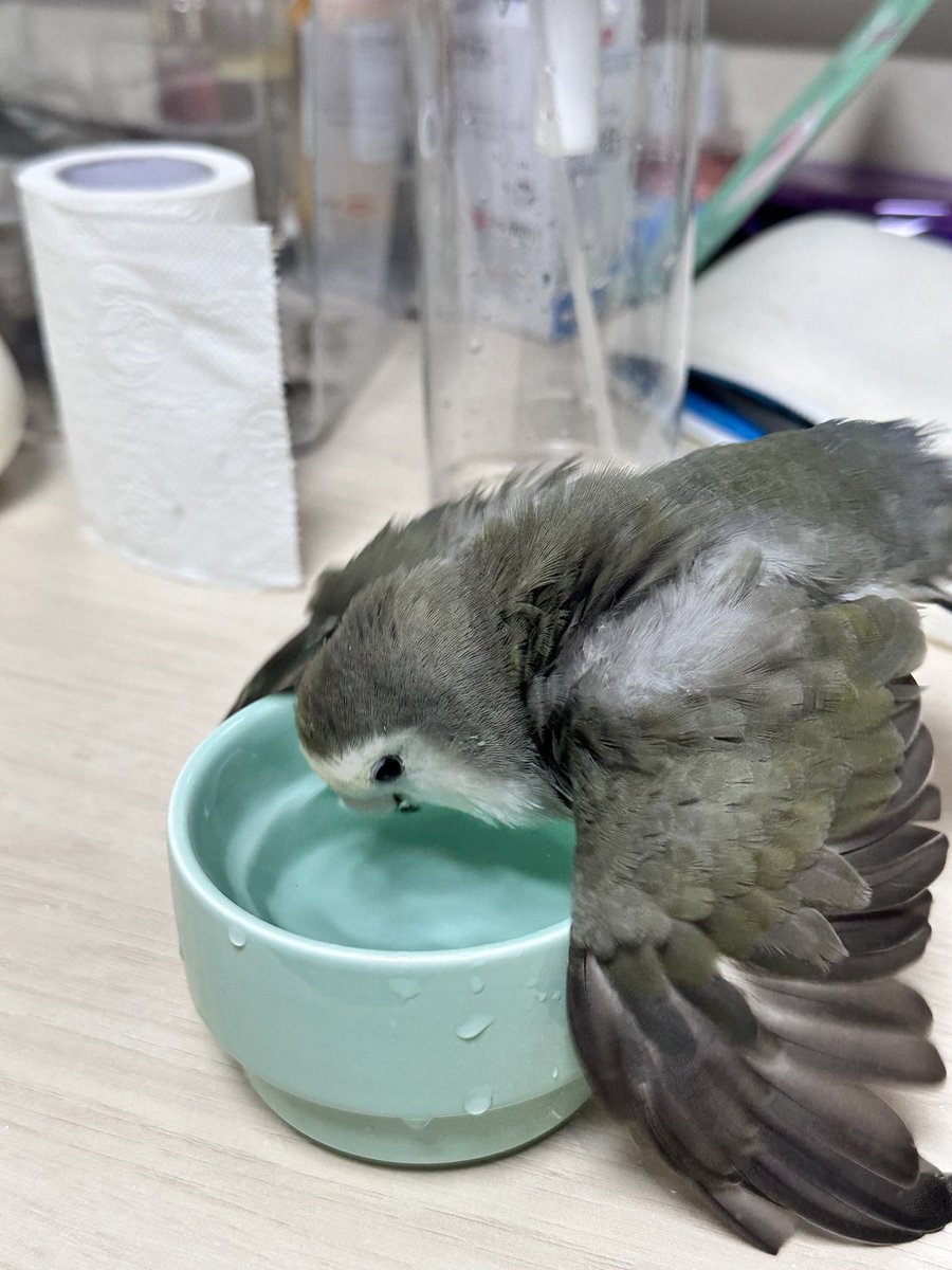 책상에서 씻는걸 즐기는편..
넓은 물통 주면 도망가고 꼭 작은 그릇에서
머리랑 가슴팍만 적시고 끝난다