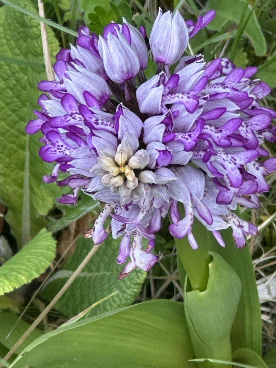 Military orchid 🪖🎖️