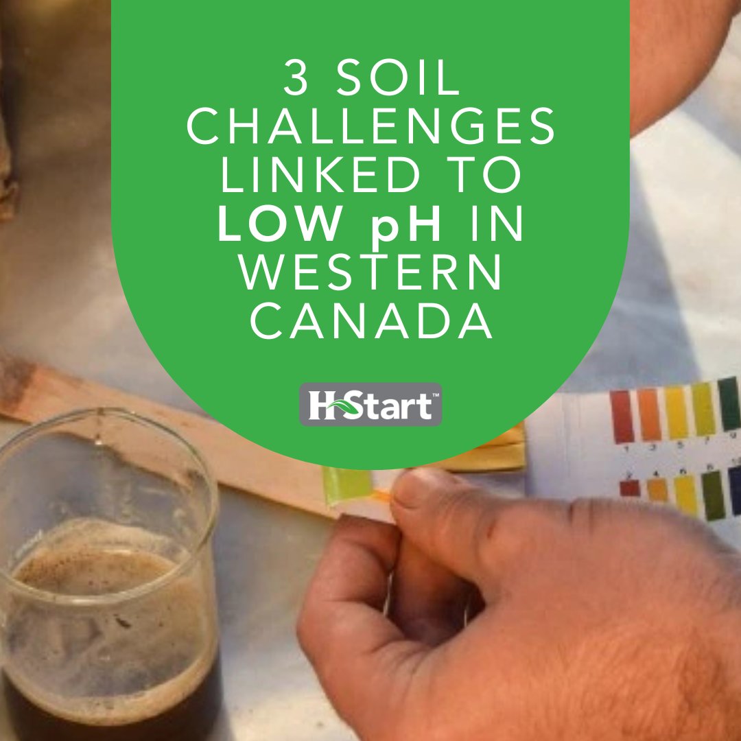 Low pH challenges soil health, but there are solutions. Testing, crop selection, and microbial support can help mitigate the impact of soil acidity. 
Read more: loom.ly/S7fnYb4
#SoilHealth