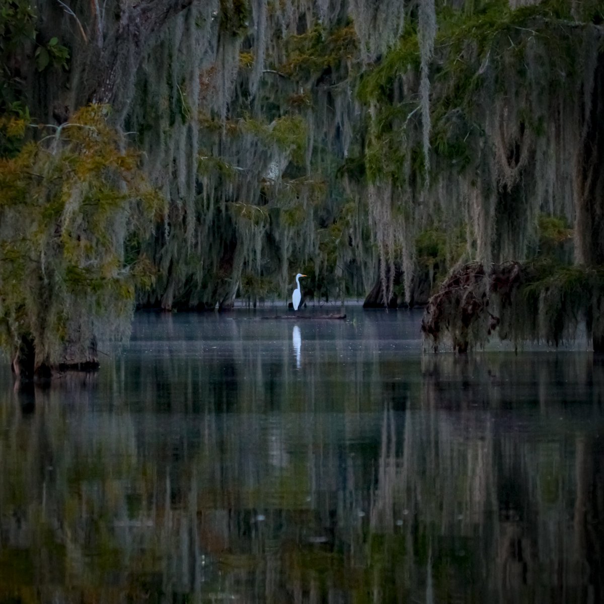 Alone in the Swamp