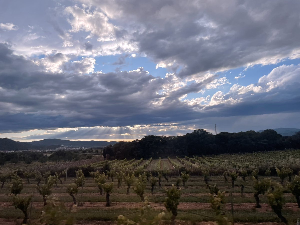 Tardes desde Mas perdut  <a href="/eltempsTV3/">El temps</a> <a href="/alexmegapc/">Àlex Van der Laan</a> #santaoliva #baixpenedes #ElTemps3Cat #ElTiempo #vinyes