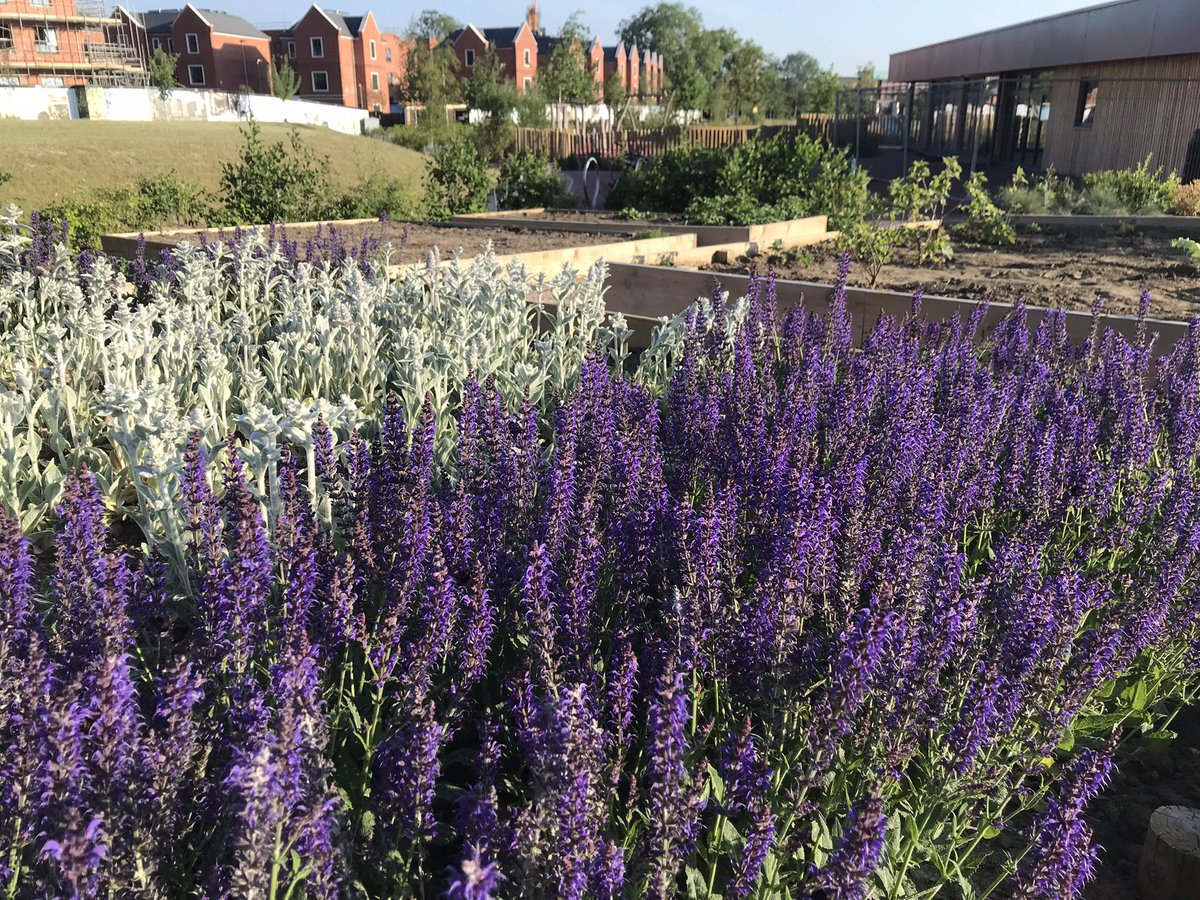 summerstown182's tweet photo. Never a dull moment with the Springfield development! Get up to speed with what’s going on & catch up with the glorious Park at its midsummer finest #SpringfieldRevealed Guided Walk Saturday 7 June 2pm from Burntwood School https://t.co/TEjxuGNnlC https://t.co/QXpxtDN3uw