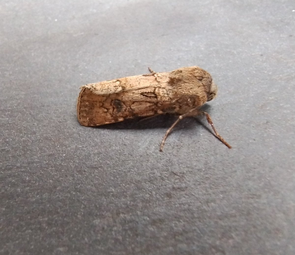 Nailsea Nature tweet media