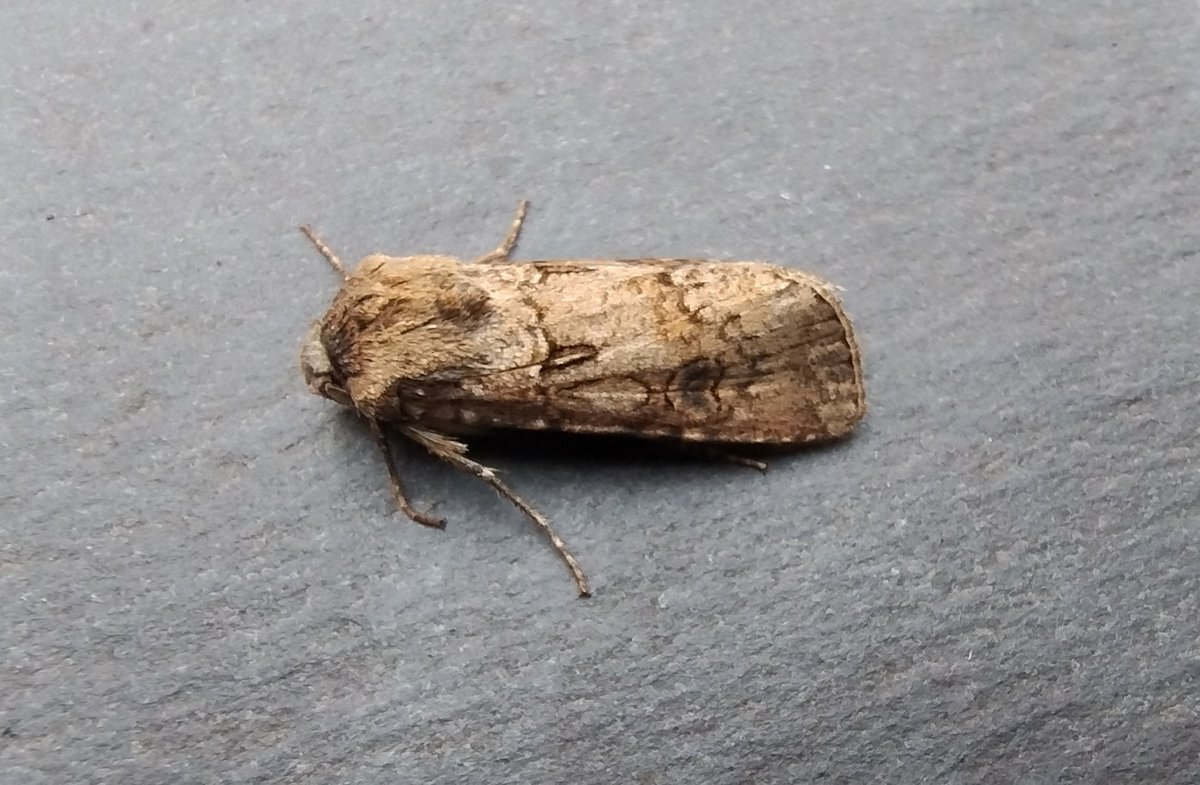 Nailsea Nature tweet media