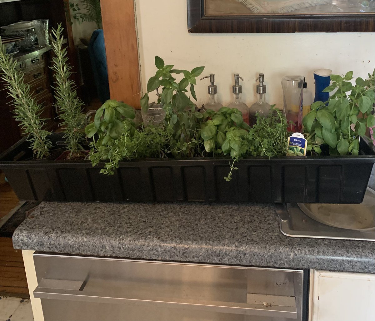 ElizabethCumer's tweet photo. All I want is a world that’s safe for basil plants DO BETTER MINNESOTA #mnwx https://t.co/ufeYajQhxj