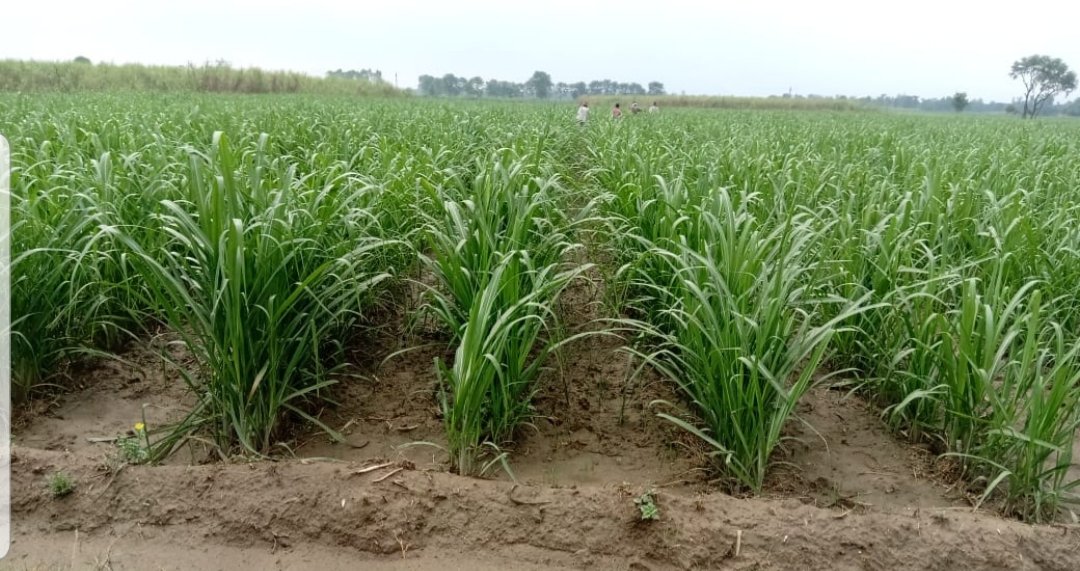 Om Prakash Singh Dycc Saharanpur उप गन्ना आयुक्त (@opsinghdycc) on Twitter photo 