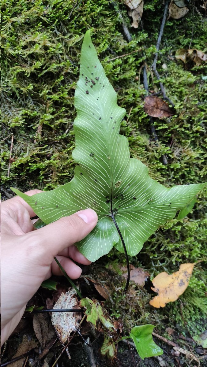 Algunos helechos típicos de la laurisilva canaria registrados ayer para el #VBiomaratón en El Pijaral (Anaga, Tenerife): Woodwardia radicans, Hymenophyllum tunbrigense, Davallia canariensis y Asplenium hemionitis.