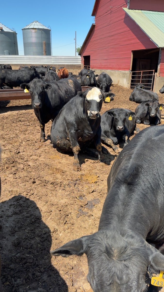 ✅ Sits
✅ Stays
✅ Eats more than your average dog