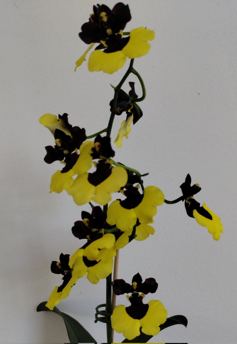 Orchiholism tweet media