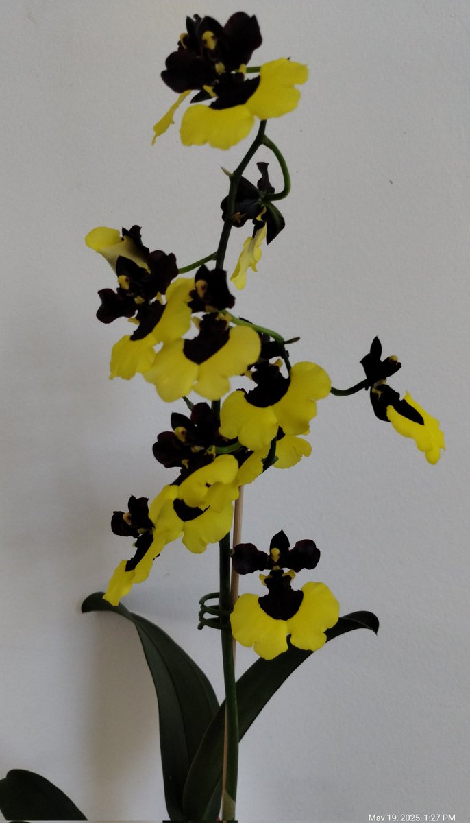 Orchiholism tweet media