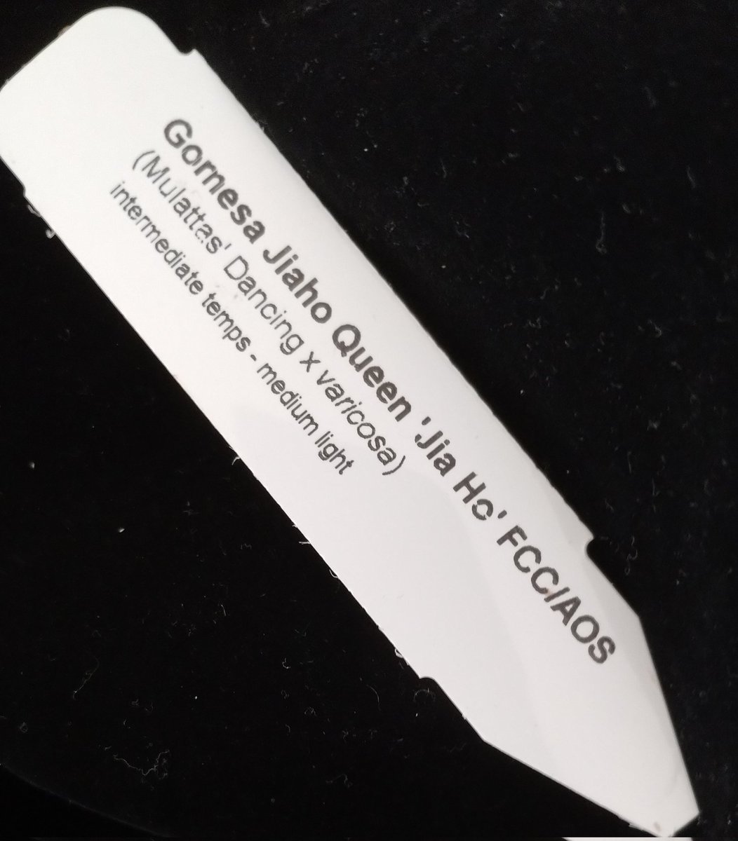 Orchiholism tweet media