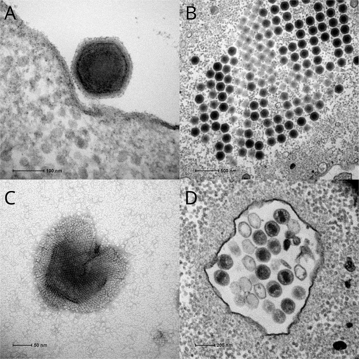 Evgenii Protasov (@protasov_evgeni) on Twitter photo Pacmanvirus isolated from the Lost City hydrothermal field extends the concept of transpoviron beyond the family Mimiviridae
#microbiology #virus #viruses
<a href="/ISMEJournal/">The ISME Journal</a> <a href="/ISME_microbes/">ISME - International Society for Microbial Ecology</a>
academic.oup.com/ismej/article/… Pacmanvirus isolated from the Lost City hydrothermal field extends the concept of transpoviron beyond the family Mimiviridae
#microbiology #virus #viruses
<a href="/ISMEJournal/">The ISME Journal</a> <a href="/ISME_microbes/">ISME - International Society for Microbial Ecology</a>
academic.oup.com/ismej/article/…