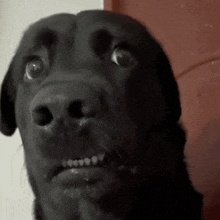 kumar_vikas_in's tweet photo. @Sumith_Bhai @Manik_M_Jolly The dog is scared 😟 keep yourself locked with dogs 🐕 dear duppy https://t.co/izi8B1U1Vi