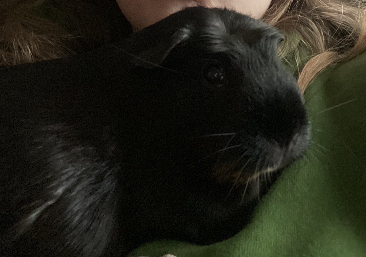 snoopychalamet's tweet photo. may i present to you, my guinea pig! #ToothlessLookAlikeChallenge 🐉🐹 she may not have the green eyes but she has the perfect night fury personality too! https://t.co/eRd2HOZon9