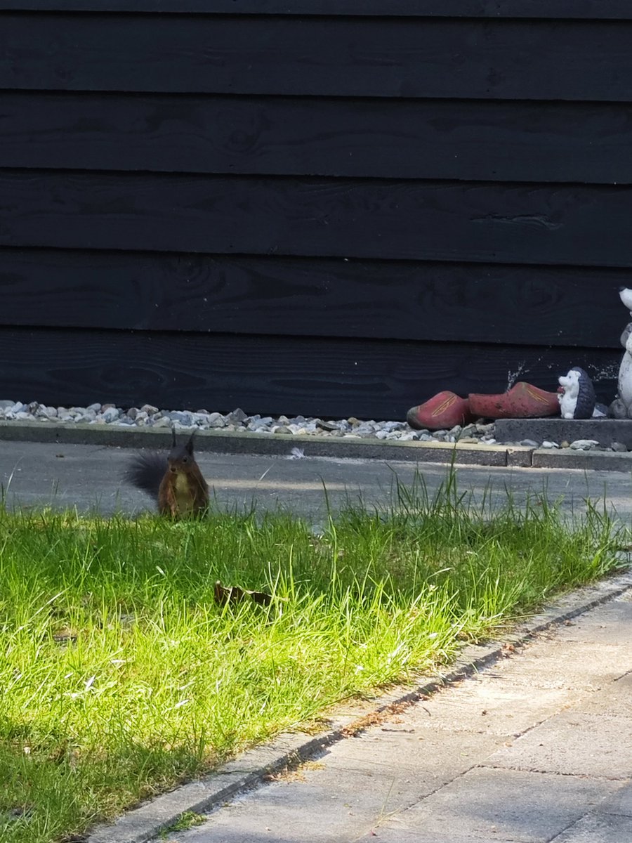 Watching #msbuild #remote and the bird house and the squirrel all my favorites #mvpbuzz #Microsoft #relaxing