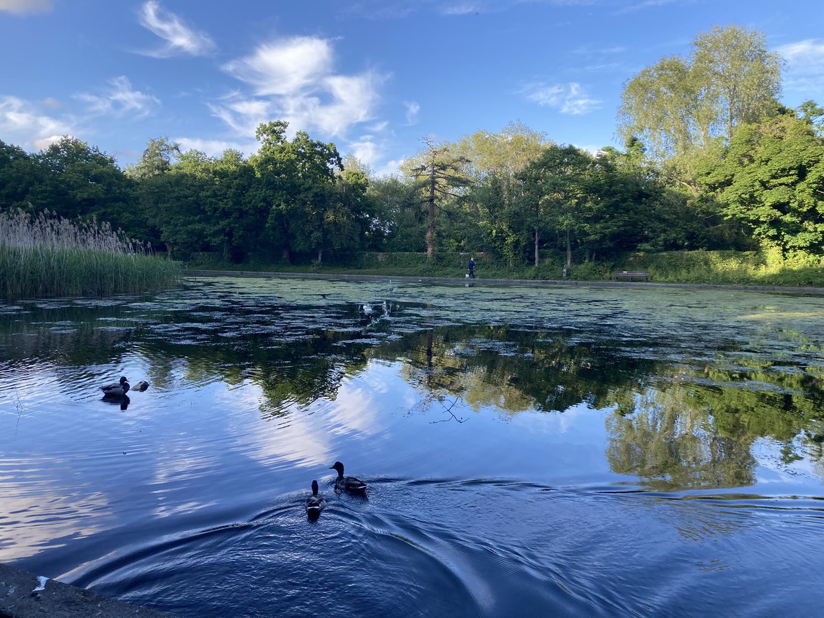 Bushy Park Duck Pond 🦆