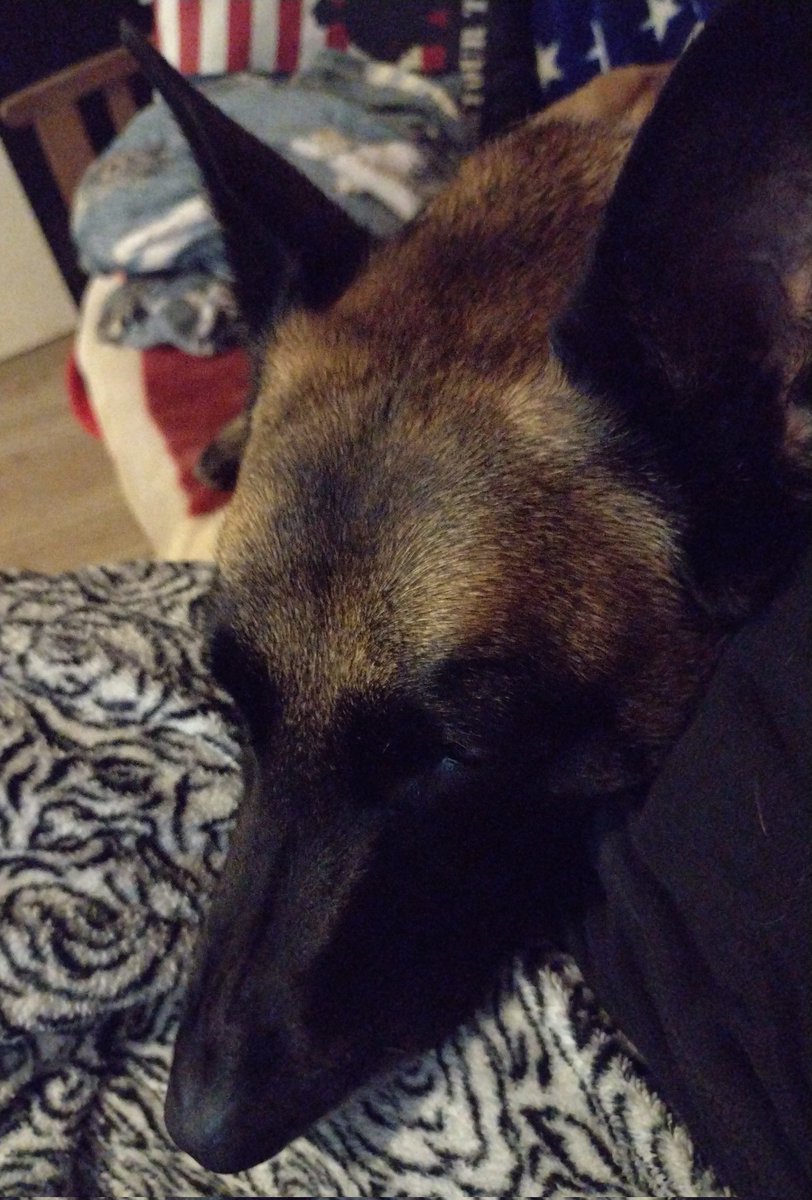 Deserttrvlr's tweet image. My dogs are even acting weird due to this crazy weather. She's keeping her head in my lap, ears on full alert. ❤️
#DogsKnow #Storms