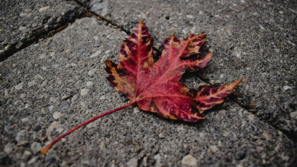redmittca's tweet photo. Canada isn’t immune. It’s idling.
The institutions still stand—but the system drifts, delays, defers.
redMitt isn’t waiting for collapse. It’s building its way out.
If we’re the exception, let’s act like it.
🔗  https://t.co/NTEAeTnYJj

#CanadaRising #Democracy #CivicTrust https://t.co/U5G1MkCW9o