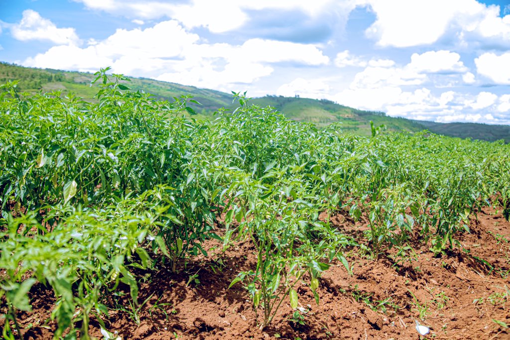 Kayonza District tweet media