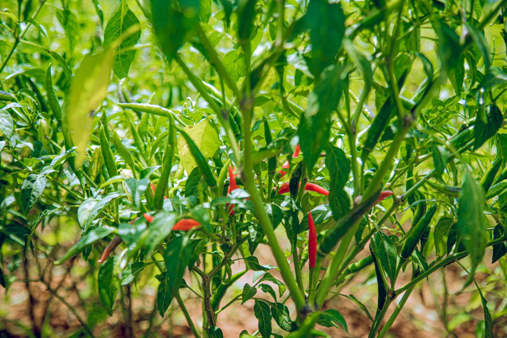 Kayonza District tweet media