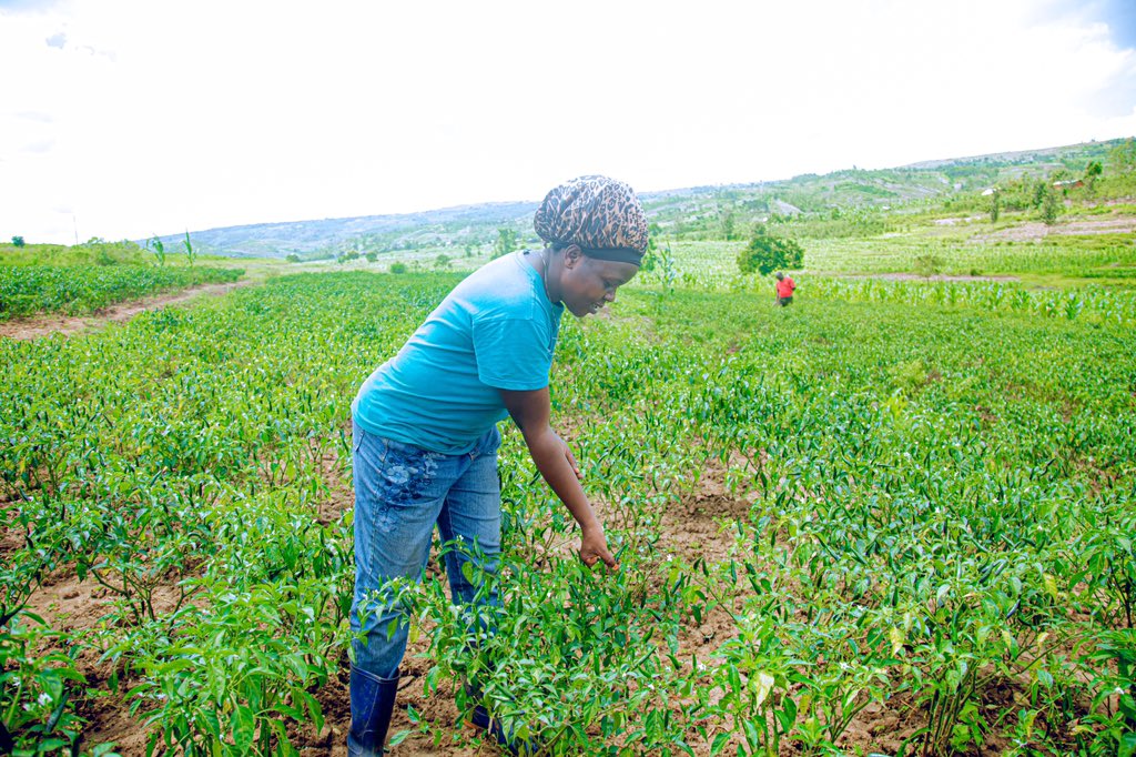 Kayonza District tweet media