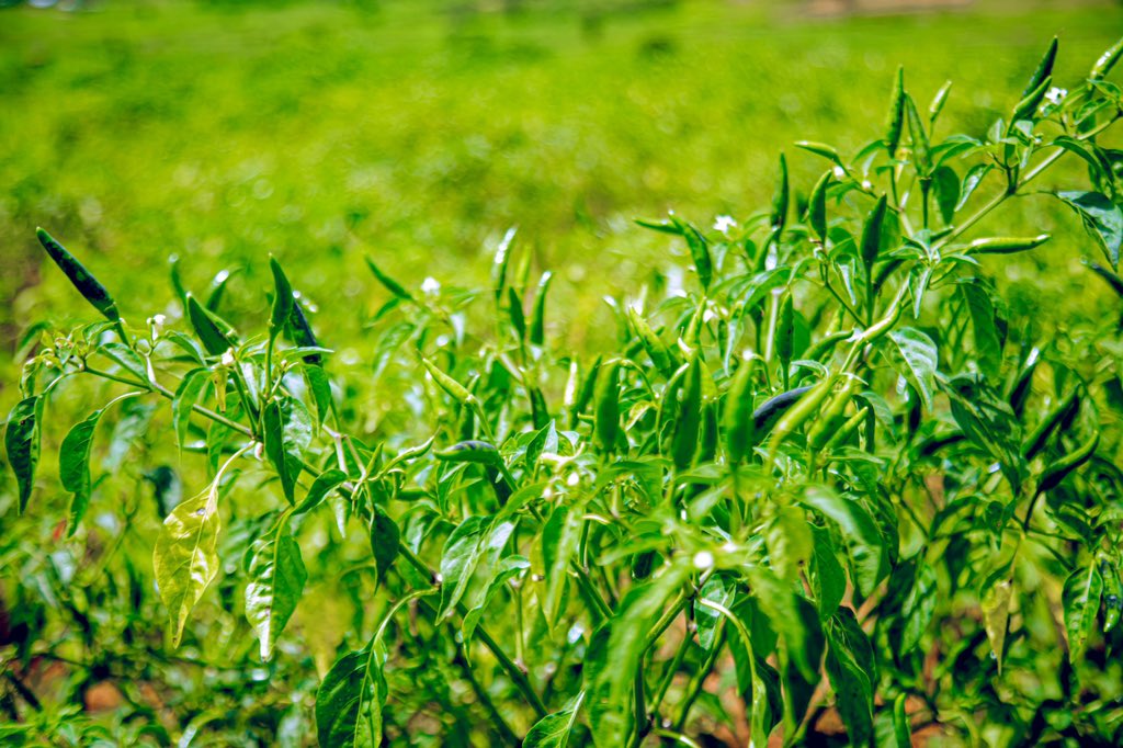 Kayonza District tweet media