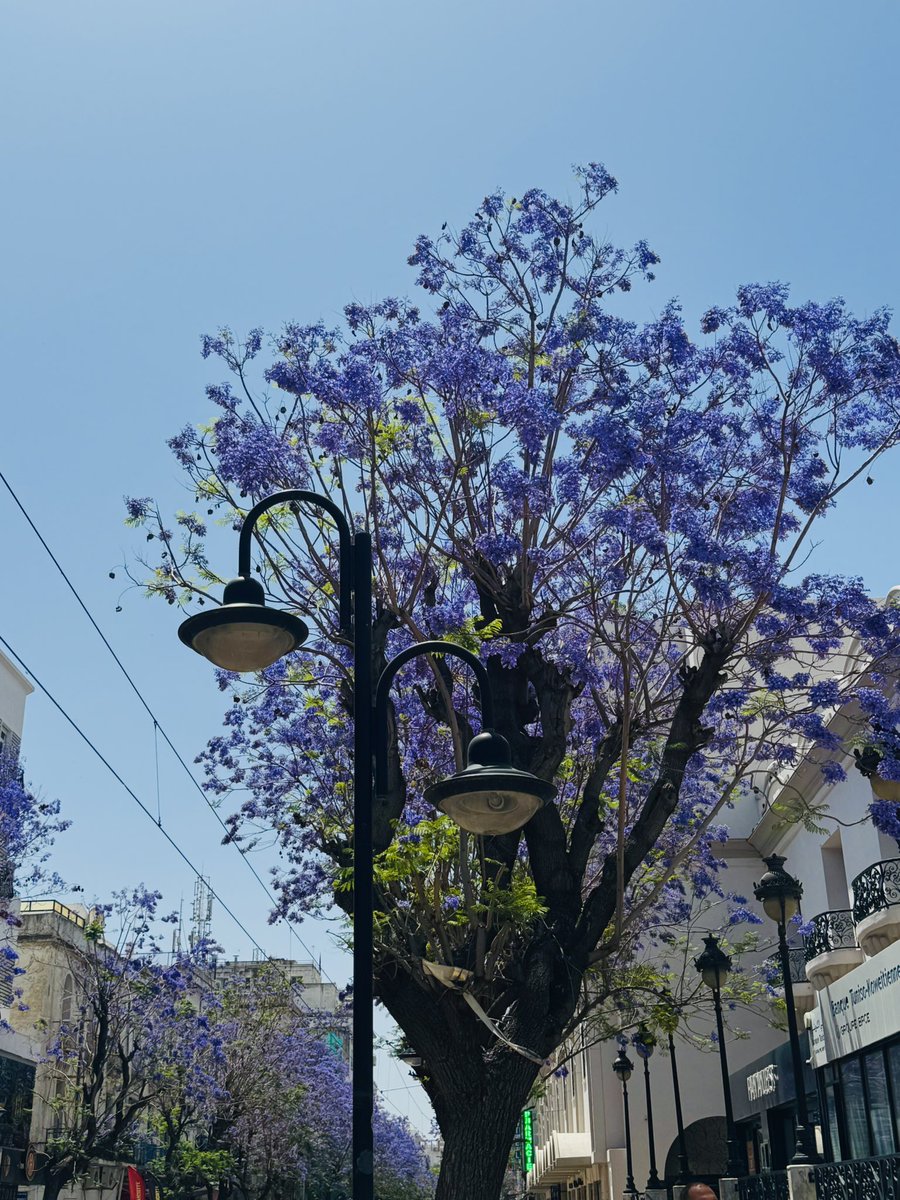 Rihab Nasri tweet media