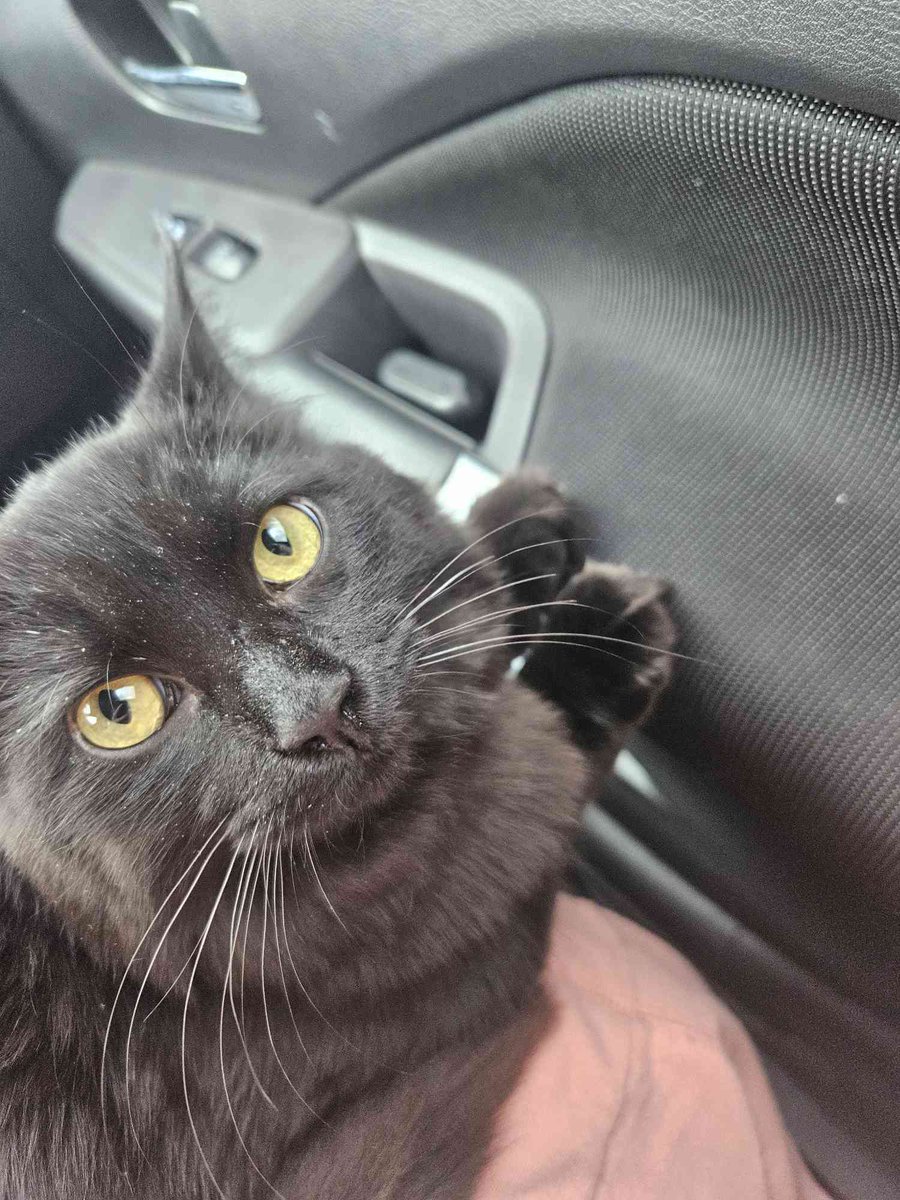 Secretbet2's tweet photo. #ToothlessLookAlikeChallenge my sister wouldn't let me name her Toothless, but she sure acts like him! https://t.co/Eb5bvvYXrN