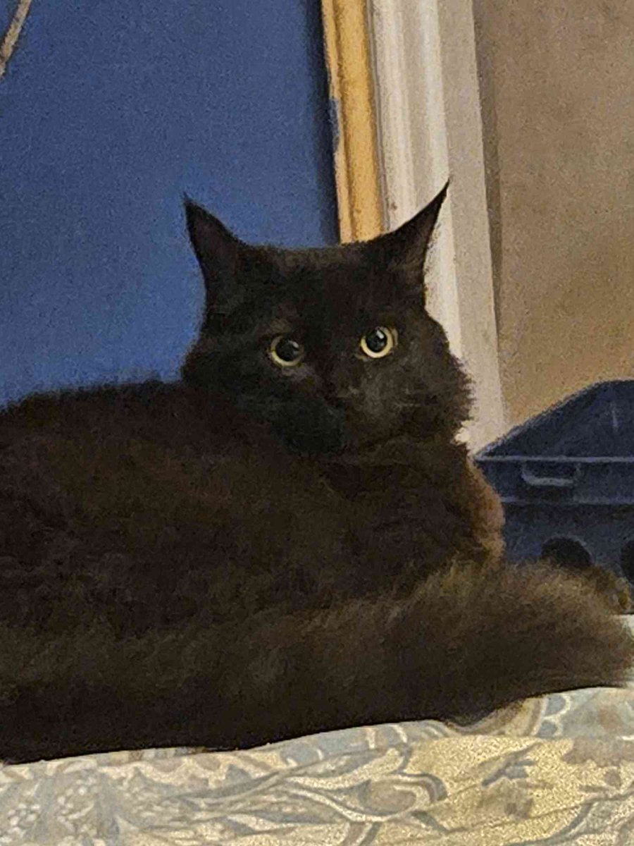 Secretbet2's tweet photo. #ToothlessLookAlikeChallenge my sister wouldn't let me name her Toothless, but she sure acts like him! https://t.co/Eb5bvvYXrN