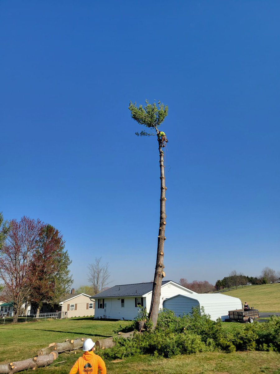Hernandez Tree Services (@tree_hernandez) / Posts / X