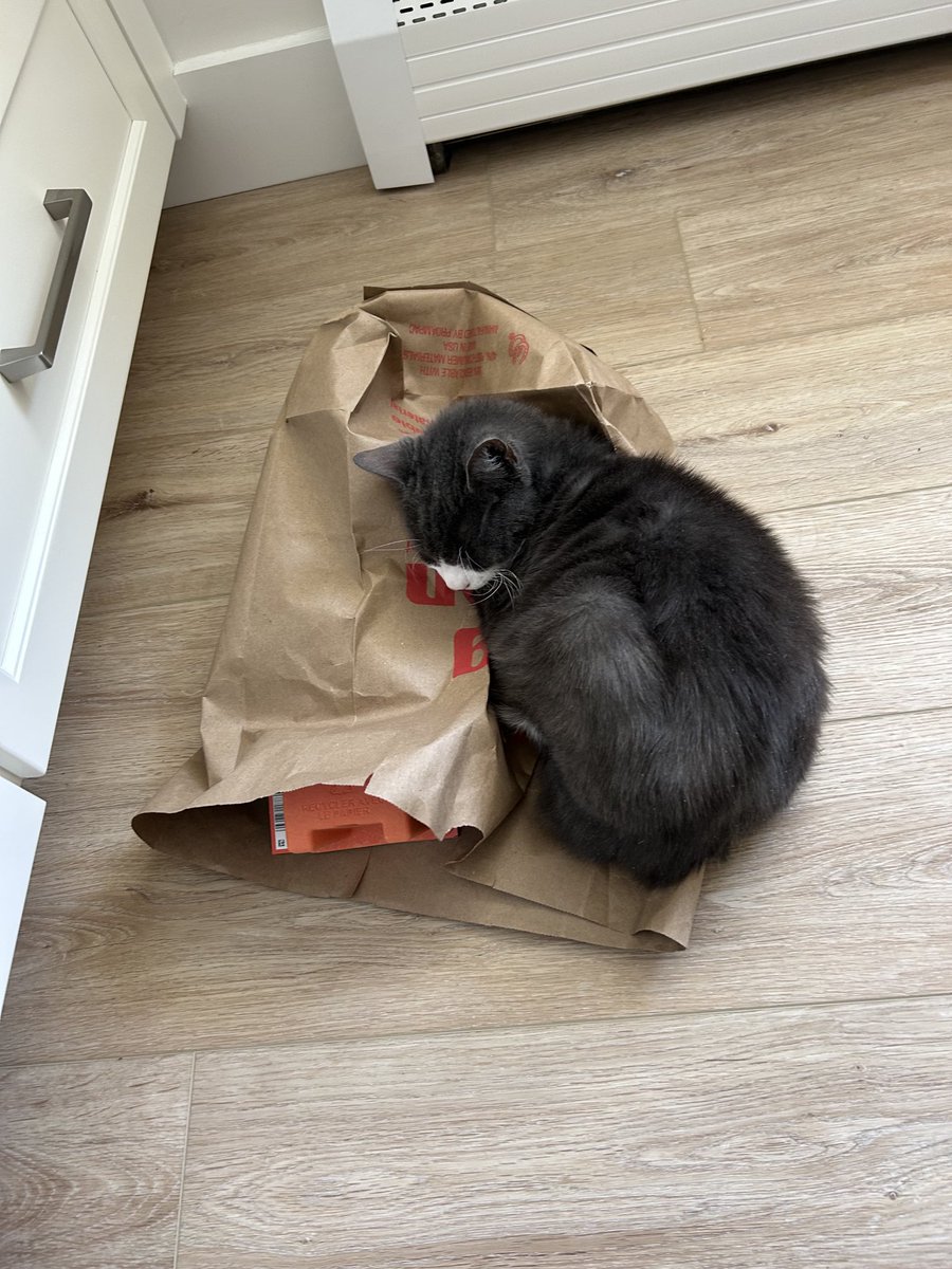 Happy#kittyloafMonday pals! Not really a loaf🙀but mom thought it is funny I am napping on recyclables😹❤️Teddy (&amp; Maggie) #CatsOnX 😽😻🐈‍⬛🐾🐕🐶🐾