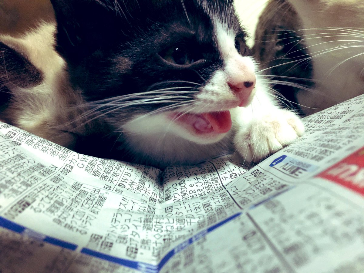pocketheart2's tweet photo. 相変わらず勝手にいいね押されリポスト＆返信まで・・・すぐ返信削除＆ブロックのバグ潰し的徹底抗戦するしかない(๑و•̀ω•́)و 押忍！ https://t.co/q4nTnauNqn