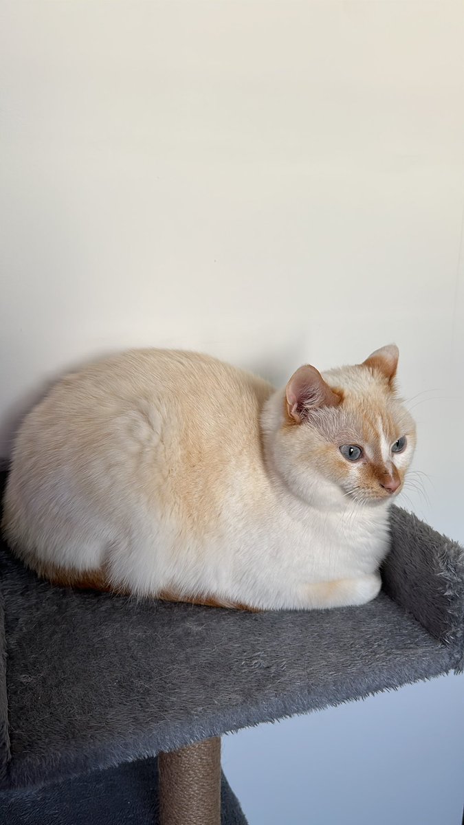 big boule de poils
