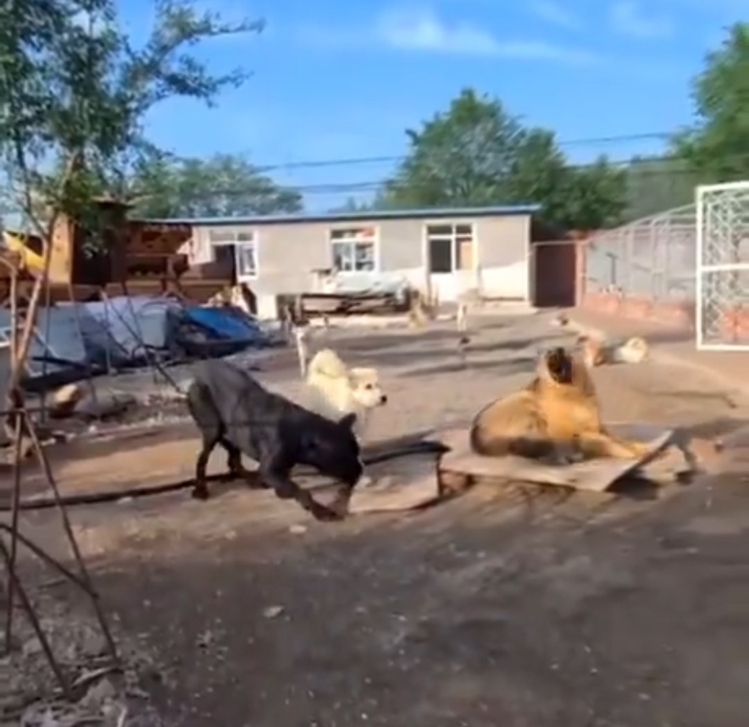 <a href="/caalf01/">Caalf01</a> Cuando viene caminando y el gigante negro se agacha mostrando sumisión te das cuenta del que va a poner orden es un verdadero CHAD
