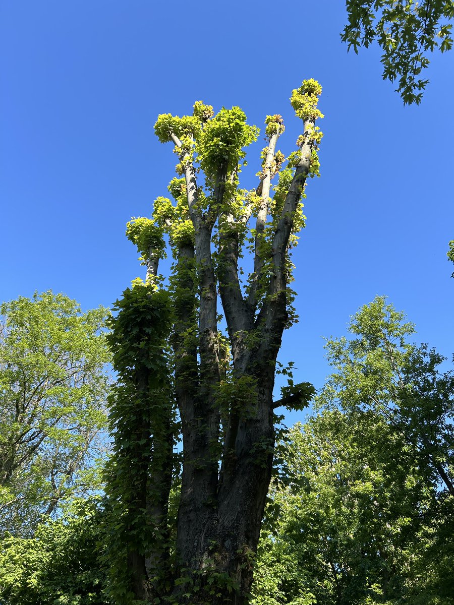 Been damaged? Need healing? Check out this tree in Amsterdam Vondelpark. No branches, no problem! 

#gregshapiro #howtobedutch #dutchamerican #boomchicago #standup #climate #goodnews #climategoodnews #comedyshow #nature #amsterdam #vondelpark