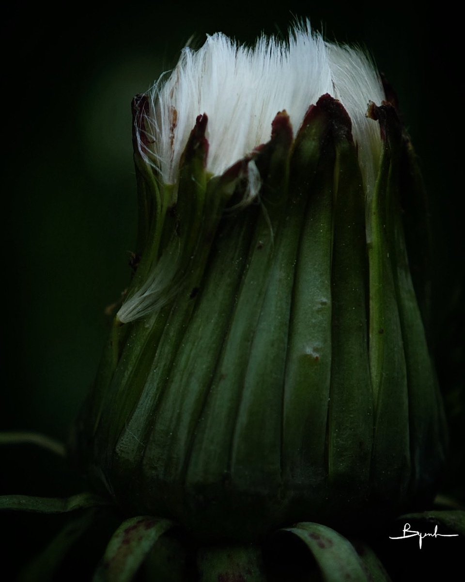 byalmador_art's tweet photo. Stillness becoming 💚
A suspended moment — fragile and vibrating.
The bloom is not yet open, yet fully present,
like a promise held within the light.
#visualpoetry #PoeticMinimalism #SlowVisuals #SpringSymbolism #QuietVisuals #flowervision #Botanical https://t.co/WOOVGFxifa