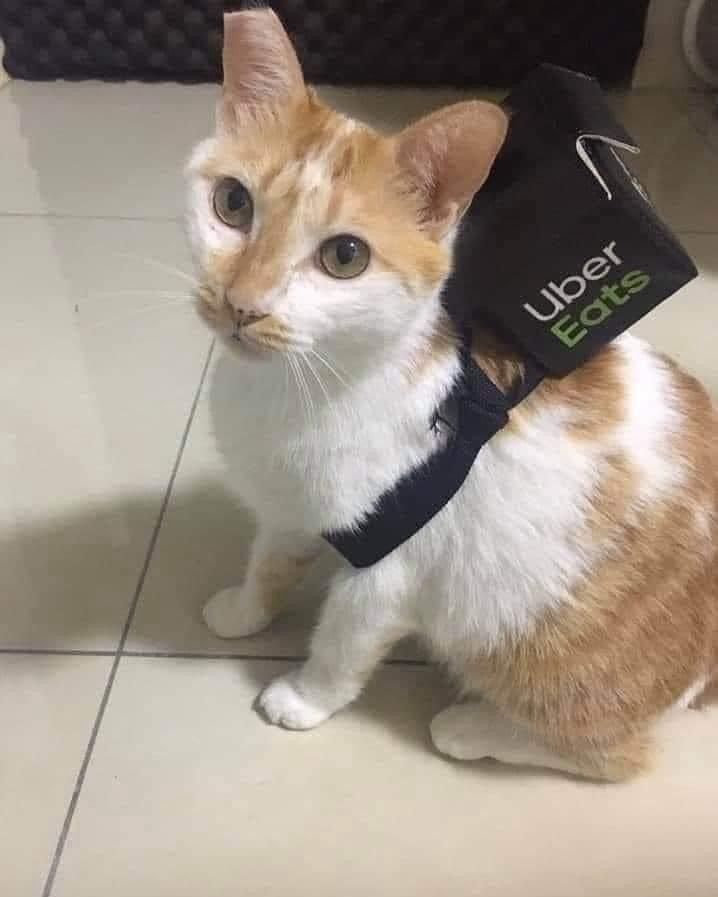 ShouldHaveCat's tweet photo. https://t.co/OYA6yKDuyU