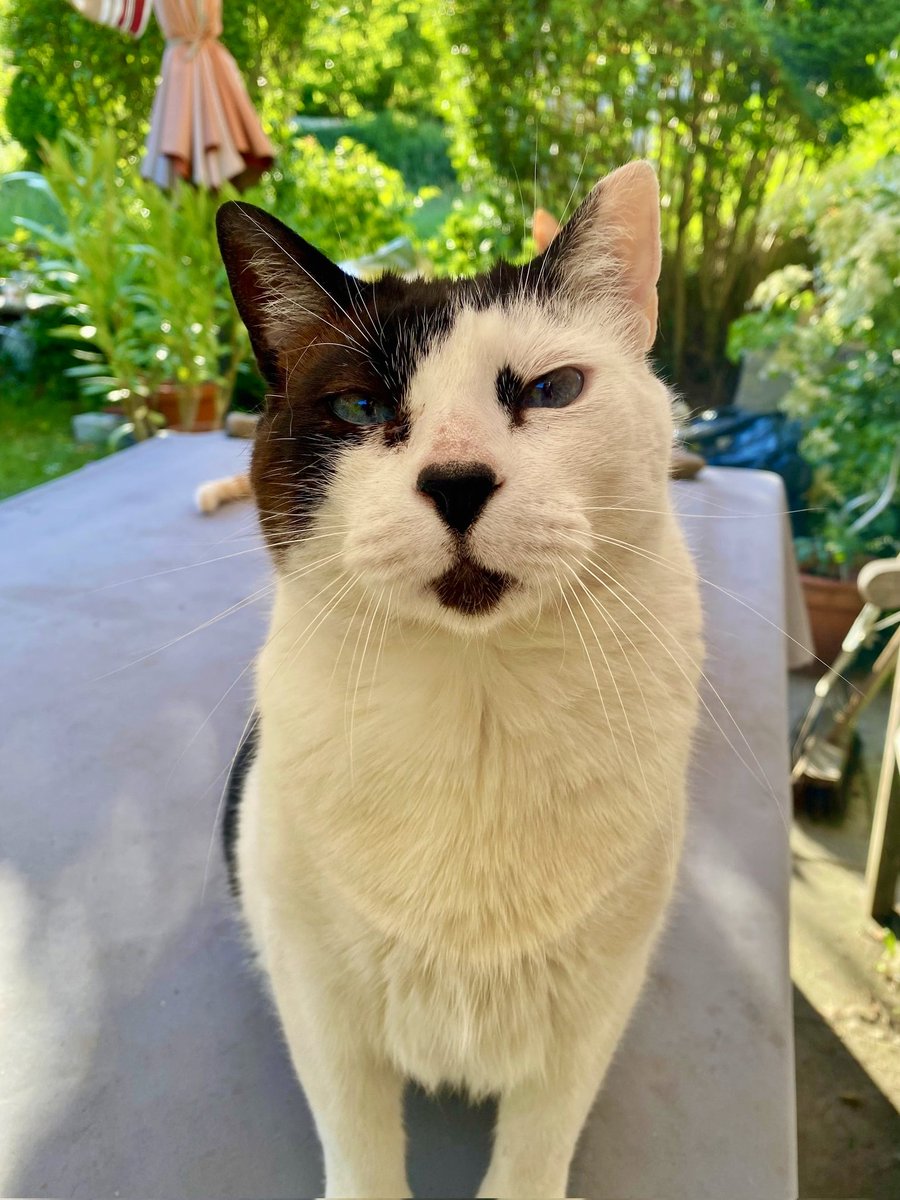 Guten Abend Rudi! #CatsOfTwitter #Cats