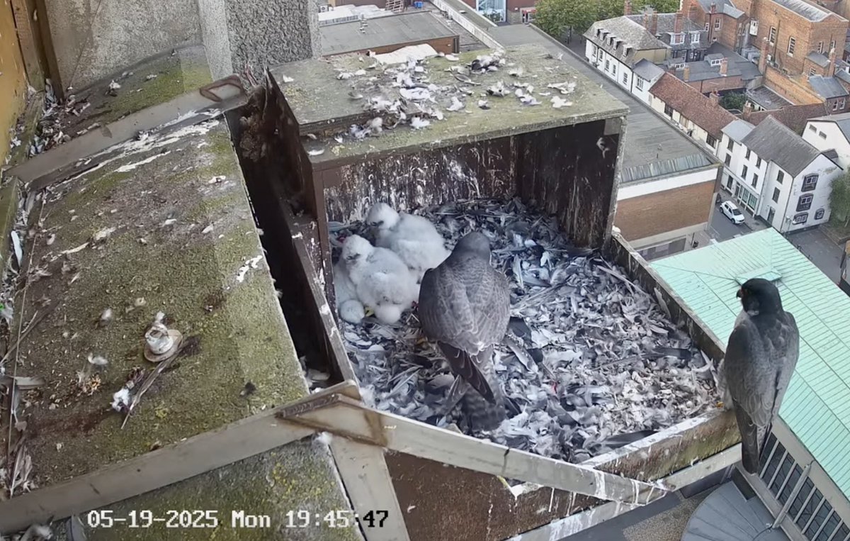 Aylesbury Peregrines (@aylesburypegs) on Twitter photo 