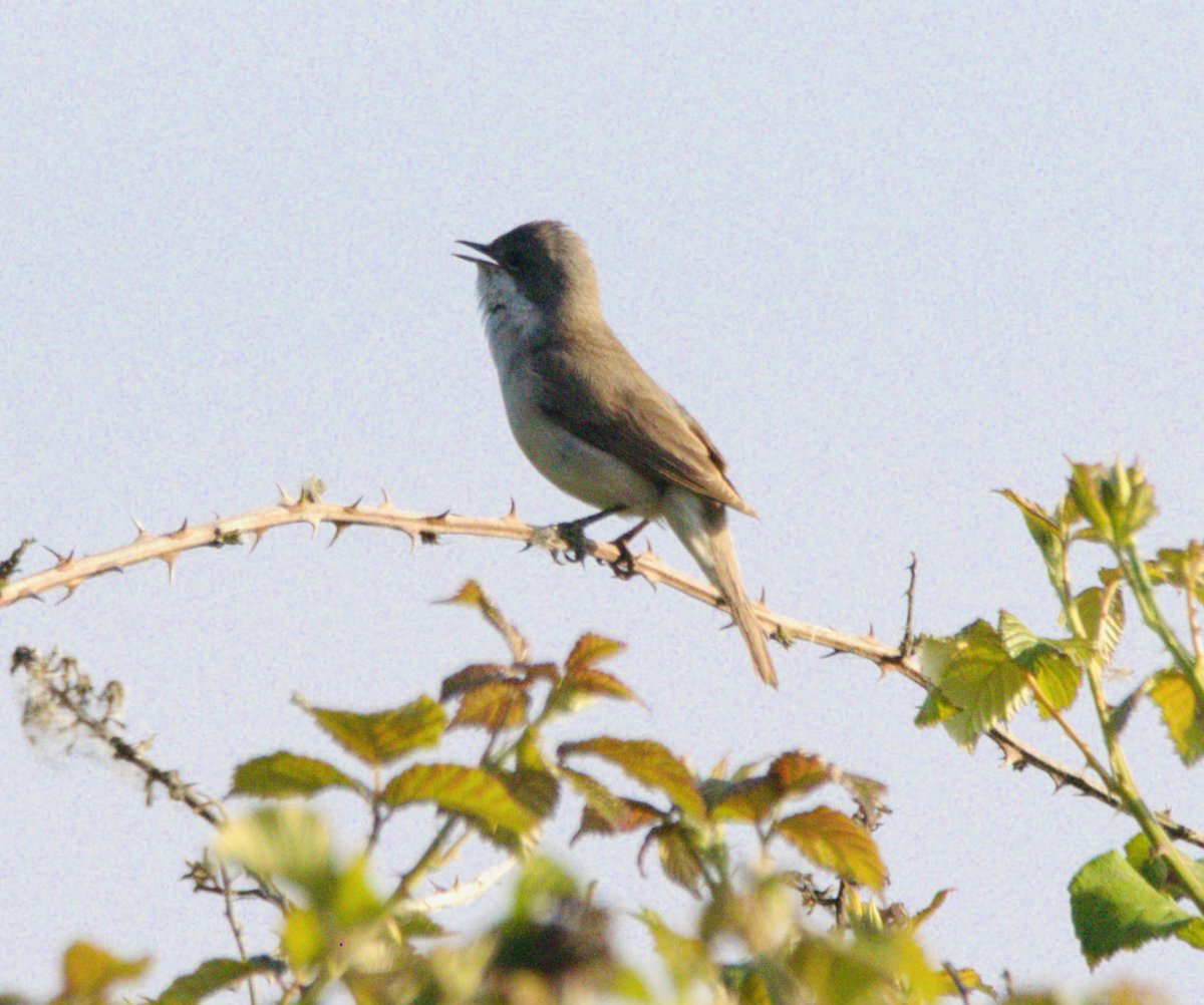 21_mwills's tweet photo. Finally connected with the Lesser Whitethroat at Exminster Marshes.
After a few near misses, it was great to enjoy clear views as it moved through the hedgerow and gave that unmistakable scratchy song.
#LesserWhitethroat #ExminsterMarshes #rspbexminstermarshes https://t.co/ogSZKt5eXO