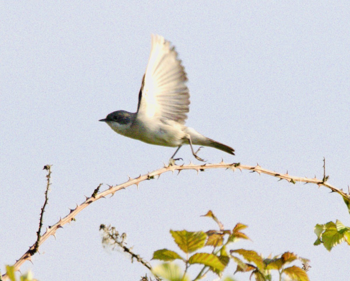 21_mwills's tweet photo. Finally connected with the Lesser Whitethroat at Exminster Marshes.
After a few near misses, it was great to enjoy clear views as it moved through the hedgerow and gave that unmistakable scratchy song.
#LesserWhitethroat #ExminsterMarshes #rspbexminstermarshes https://t.co/ogSZKt5eXO