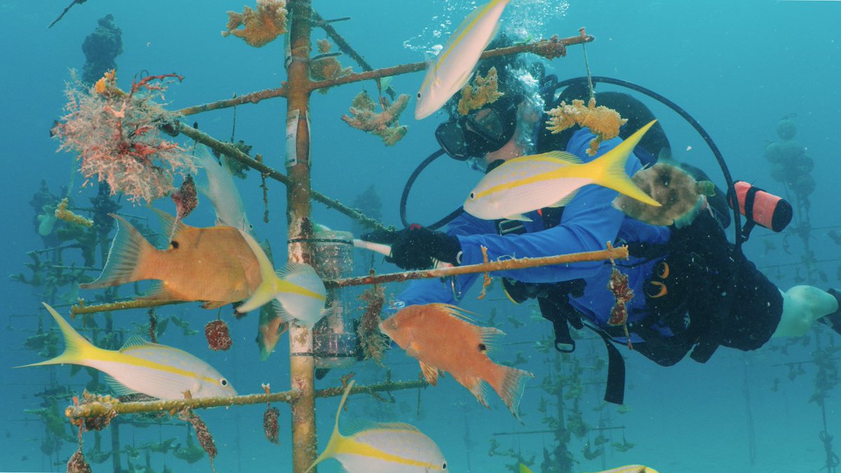 Have you heard about the UZELA project?

This week we’re working with <a href="/OhioState/">Ohio State</a> to swap light batteries on Orbicella trees, add lights to select staghorn trees, and collect coral growth data to build better reef restoration tools.

#CoralRestoration #ReefResilience