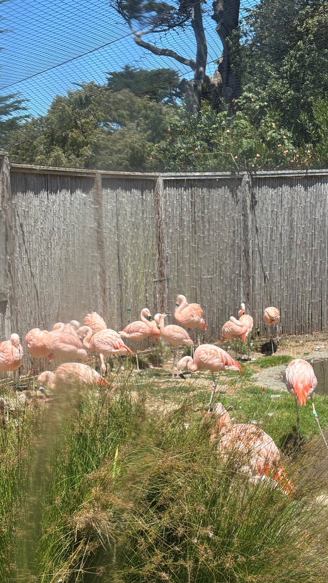 Went to the zoo yesterday🥰🐒🌿🦩🦒🐧🦍