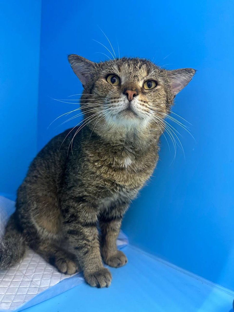 Москва 💔 
Это Карандаш. Его Предали. Просто привезли у ворот завода и вытряхнули из сумки… в шоке и страхе он полз вдоль стены… боясь открытого пространства… вся его жизнь ограничивалась домом… видимо хозяйкой была бабушка, которой не стало, а родственники его выкинули…