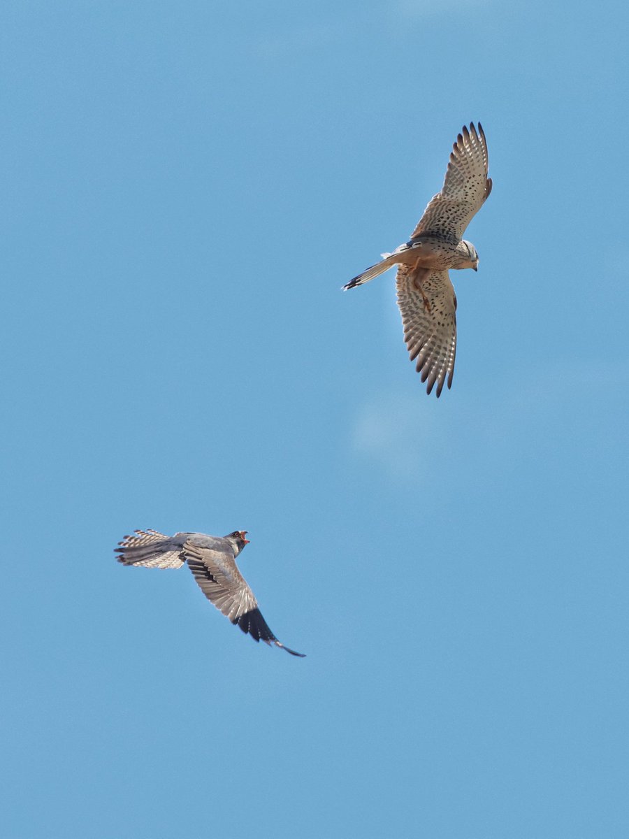 treen_paul's tweet photo. Disagreement between male Kestrel &amp; Red- footed Falcons, Lake Durankulak, Bulgaria https://t.co/YRQvRh5JFQ