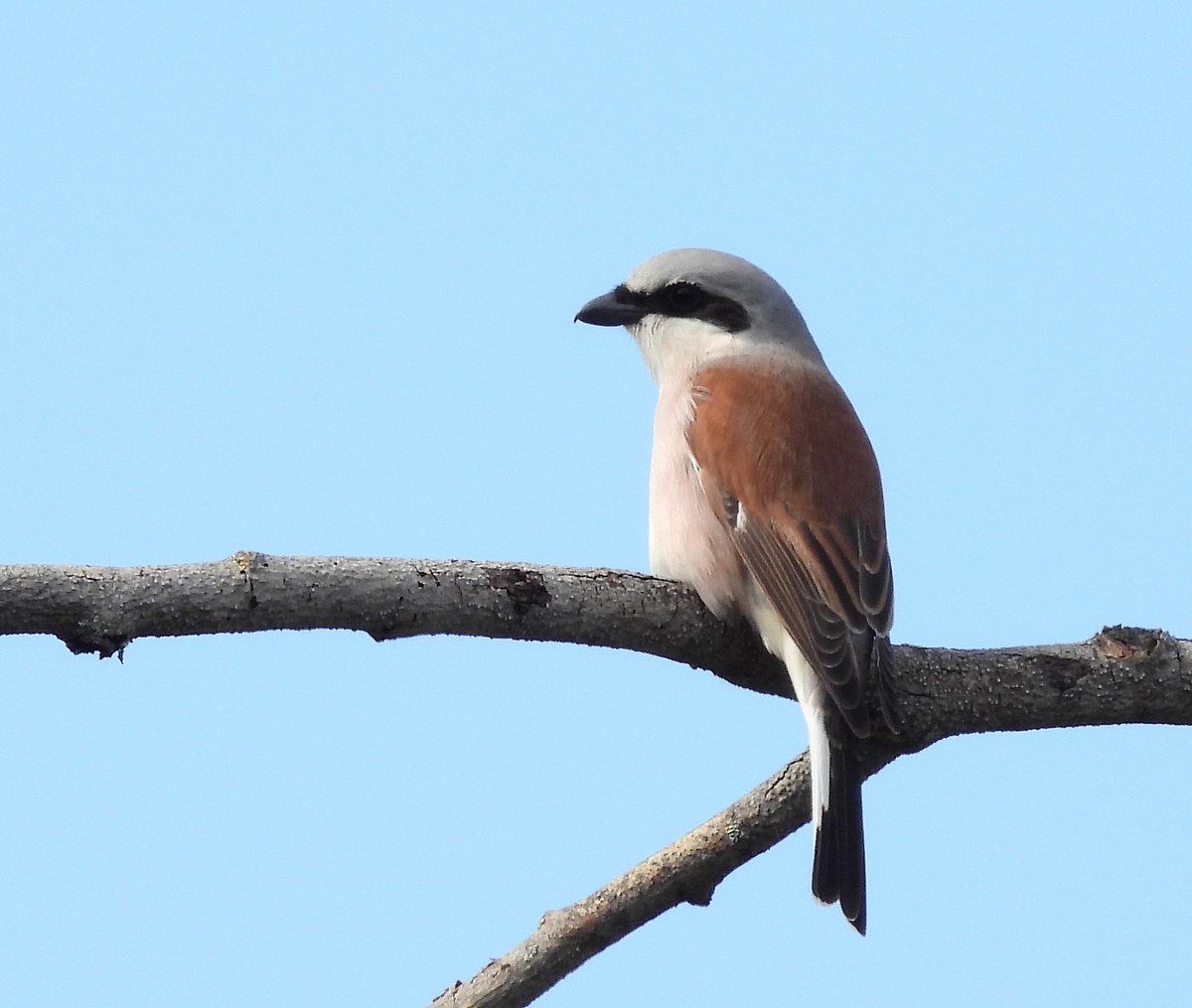 RitvaSavolaine1's tweet image. Pikkulepinkäinen eilen. Sain kuvattua mökkimatkan varrella. #pikkulepinkäinen #ig_finland #springishere #kevät2025 #birdphotography