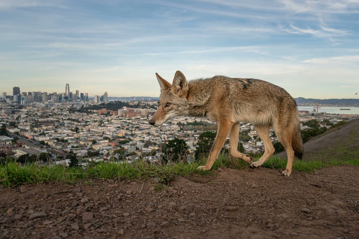 Jeremy B. White (@jeremybwhite) on Twitter photo This <a href="/hknightsf/">Heather Knight</a> tale of San Francisco coyotes is worth a click for the pics alone nytimes.com/2025/05/19/us/โฆ This <a href="/hknightsf/">Heather Knight</a> tale of San Francisco coyotes is worth a click for the pics alone nytimes.com/2025/05/19/us/โฆ