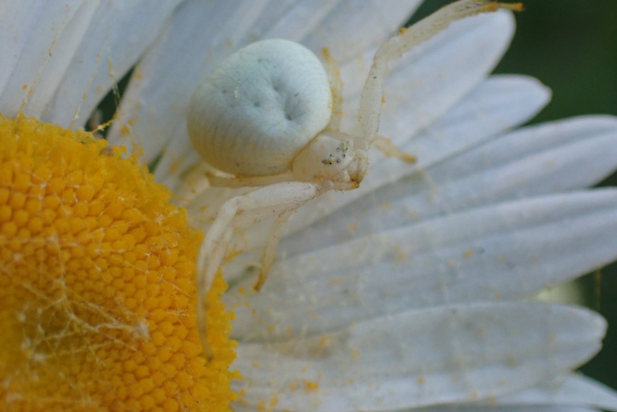 The Year 6 #WildlifeWanderers started the day with an inspection of our school grounds: trimming overhanging branches, preparing learning resources &amp; carrying out a species survey.💚🌍🌼🕷️#EducationNaturePark #WildlifeHeroes #SustainabilityEducation #Outdoorlearning #Biodiversity